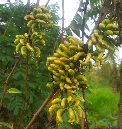 Monkey Banana (Porcelia macrocarpa) - Seedling - LIVE PLANT