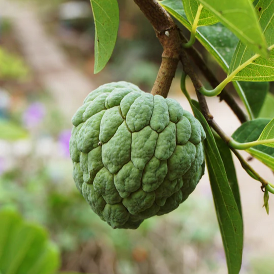 Sugar Apple 'Thai Lessard' (Annona squamosa L) - Air Layer - LIVE PLANT