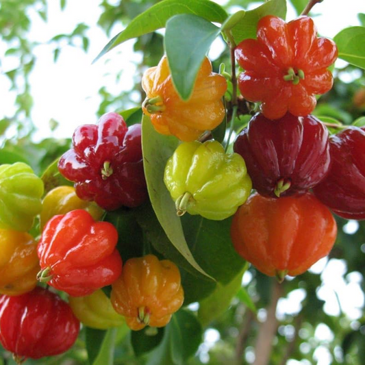 Surinam Cherry 'Red' (Eugenia Uniflora) - Seedling - LIVE PLANT