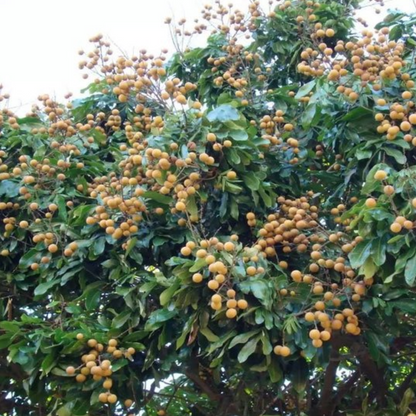 Udara (Chrysophyllum Albidum) - Seedling - LIVE PLANT