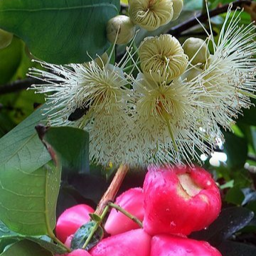 Water Apple (Syzygium Samarangense) - Air Layer - LIVE PLANT