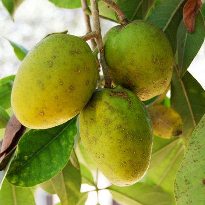 Wooly Leaved Sapote (Casimiroa Tetrameria) - Seedling - LIVE PLANT