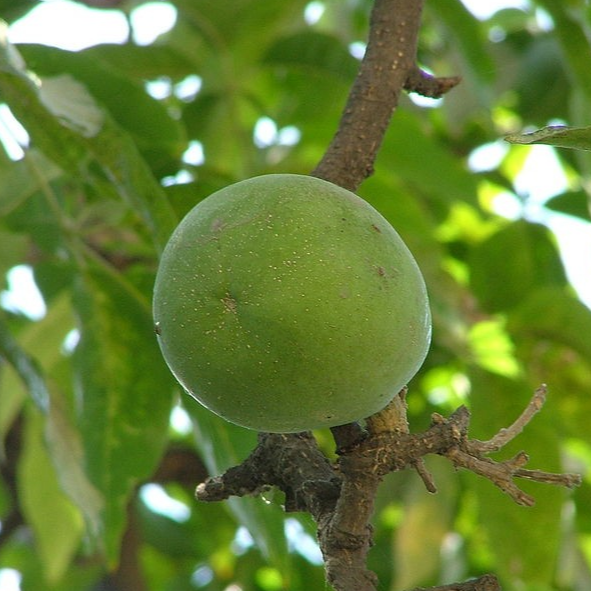 Wooly Leaved Sapote (Casimiroa Tetrameria) - Seedling - LIVE PLANT