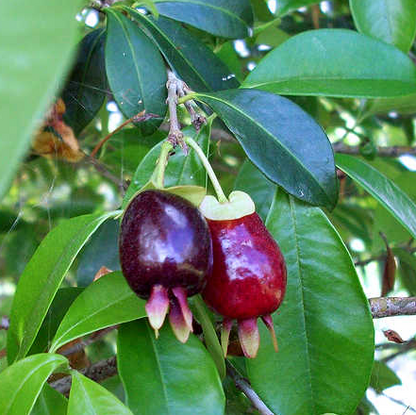 Cherry of the Rio Grande (Eugenia involucrata) - Seedling - LIVE PLANT –  RareFruitTrees.ae